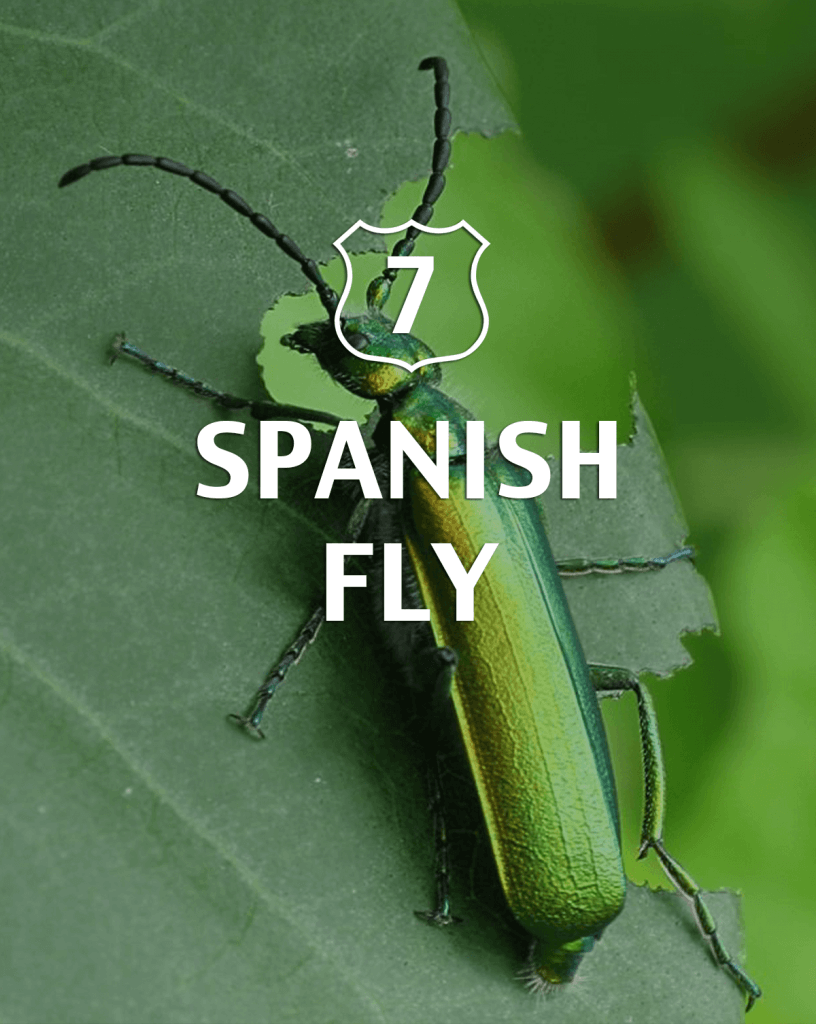 Spanish Fly Alternative to Viagra