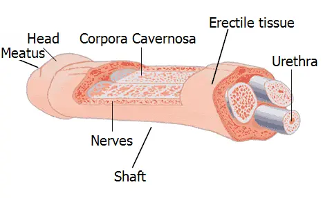 Penis anatomy