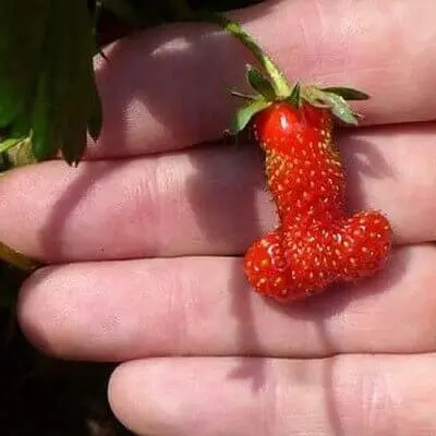 Strawberry penis | ViaBestBuy Strawberry penis