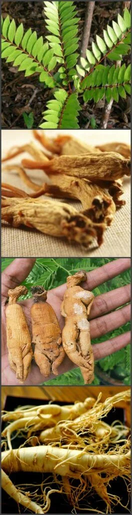 Malaysian ginseng