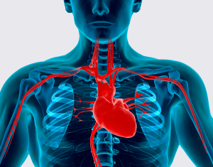 Cardiovascular diseases