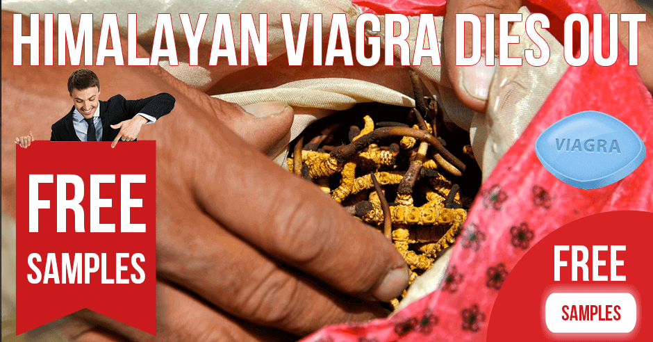 Himalayan Fungus (Himalayan Viagra) Dies Out