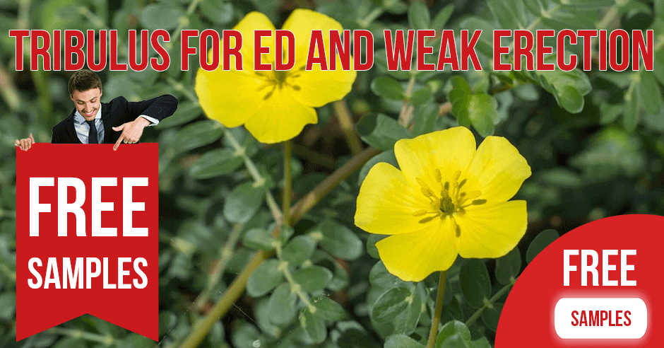 Tribulus for ED and Weak Erection
