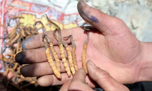 Himalayan Viagra