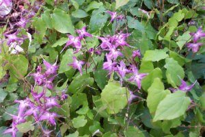 Horny goat weed