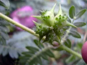 Tribulus terrestris
