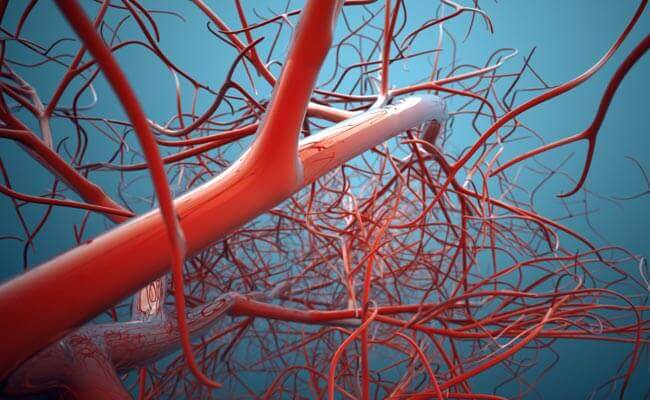 Blood vessels
