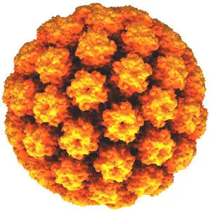 HPV | ViaBestBuy HPV